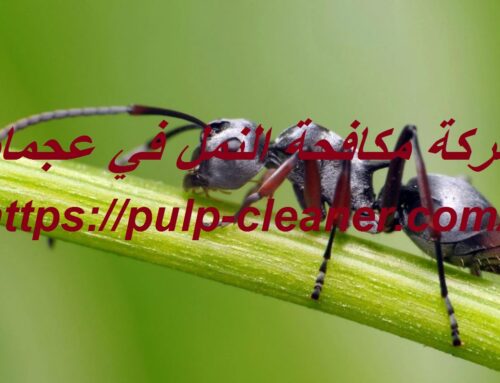 شركة مكافحة النمل في عجمان |0547106714| النمل الاسود